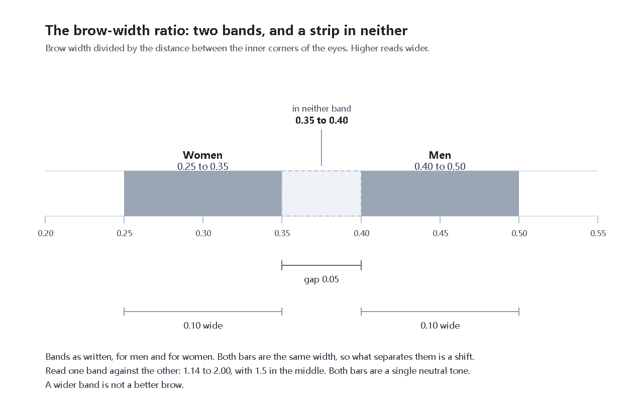 A horizontal axis of the brow-width ratio from 0.20 to 0.55, with the women's band drawn from 0.25 to 0.35 and the men's band from 0.40 to 0.50 as two bars of equal length, and the strip from 0.35 to 0.40 left empty between them.